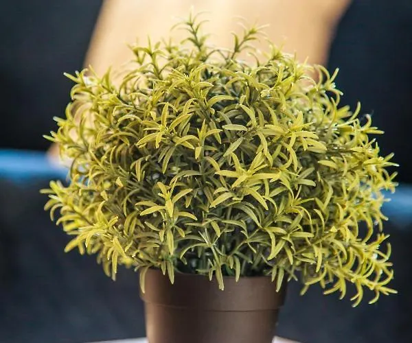 Apartment Benoit, 80m De La Mer, Jardinet *